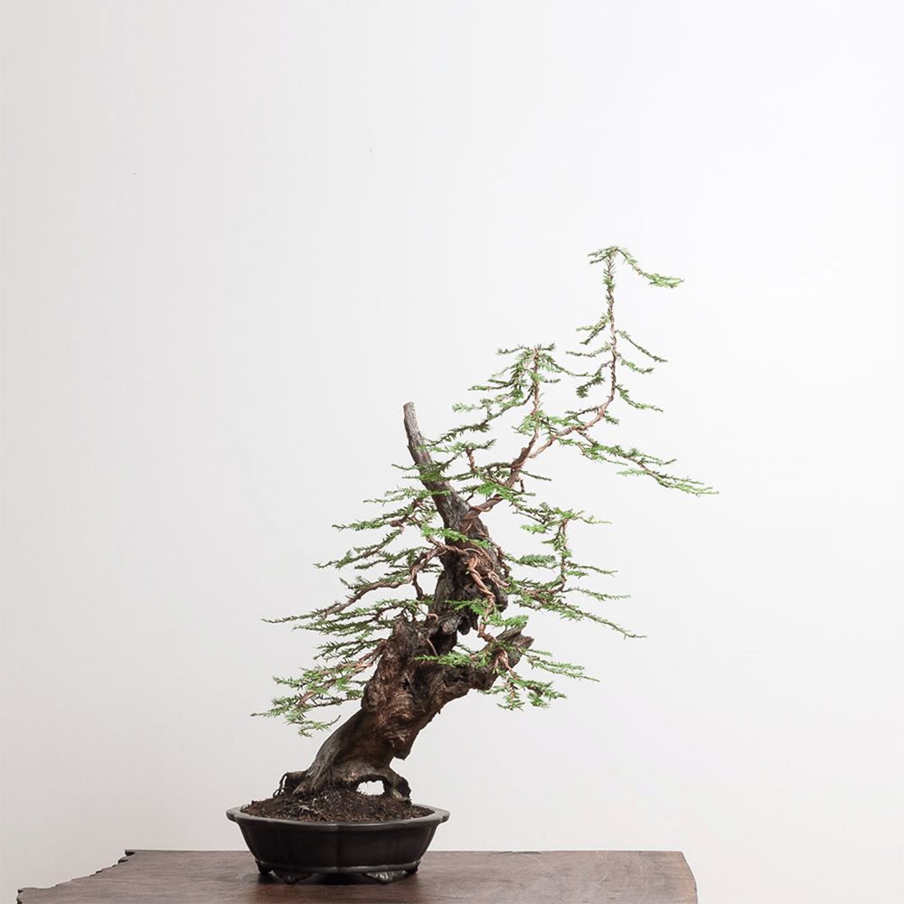 redwood bonsai tree on a table