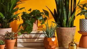 best plants for the house
