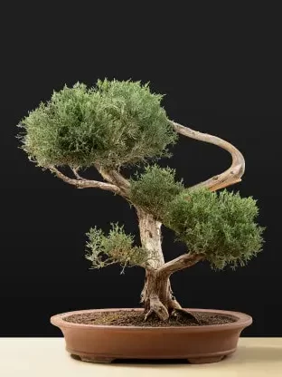 cypress-bonsai-3