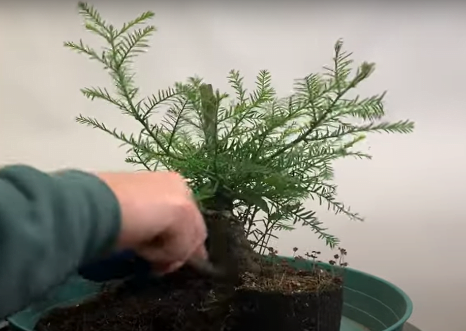 repotting redwood bonsai tree