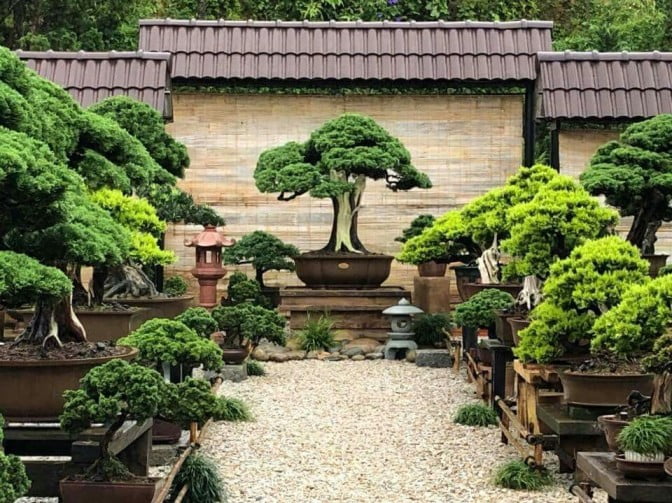 bonsai garden ideas