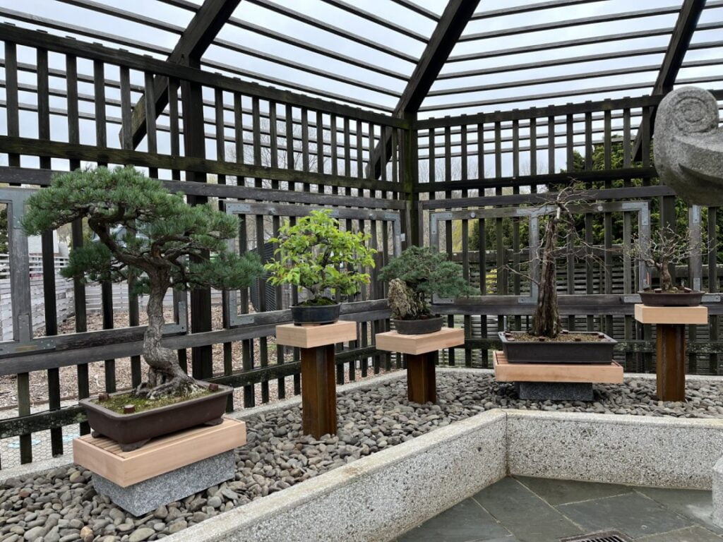 bonsai garden ideas