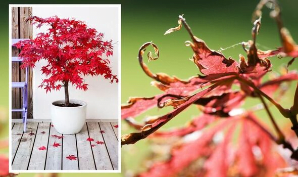 Japanese Maple ‘Seiryu’- A Complete Care Guide.