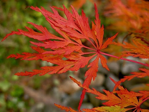 Japanese Maple 'seiryu' 