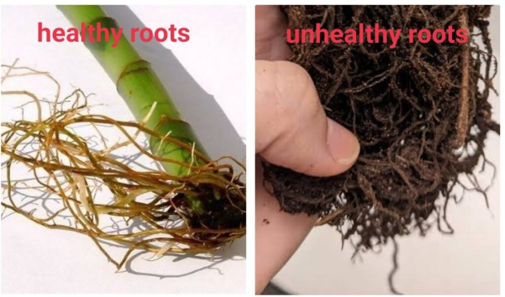 Healthy and unhealthy lucky bamboo roots