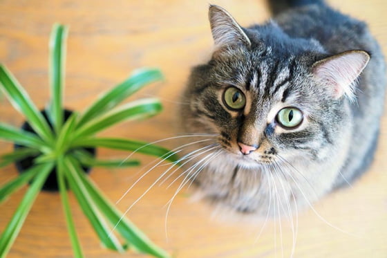 are spider plants toxic to cats