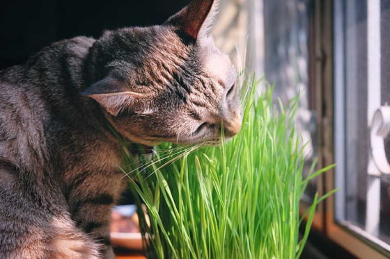 Are Spider Plants Toxic to Cats?