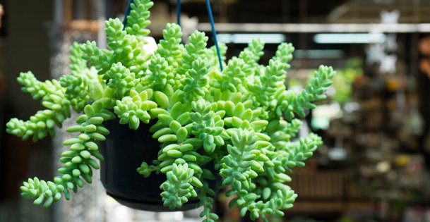 burro's tail