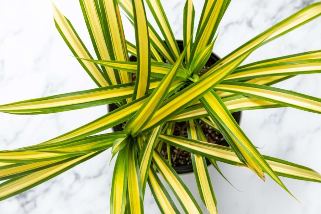 Are Spider Plants Toxic to Cats?