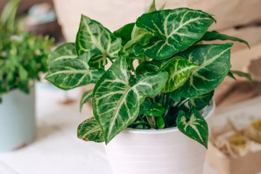 Arrowhead Plant Care- An Ultimate Guide to To Take Care of Your Arrowhead Plant.