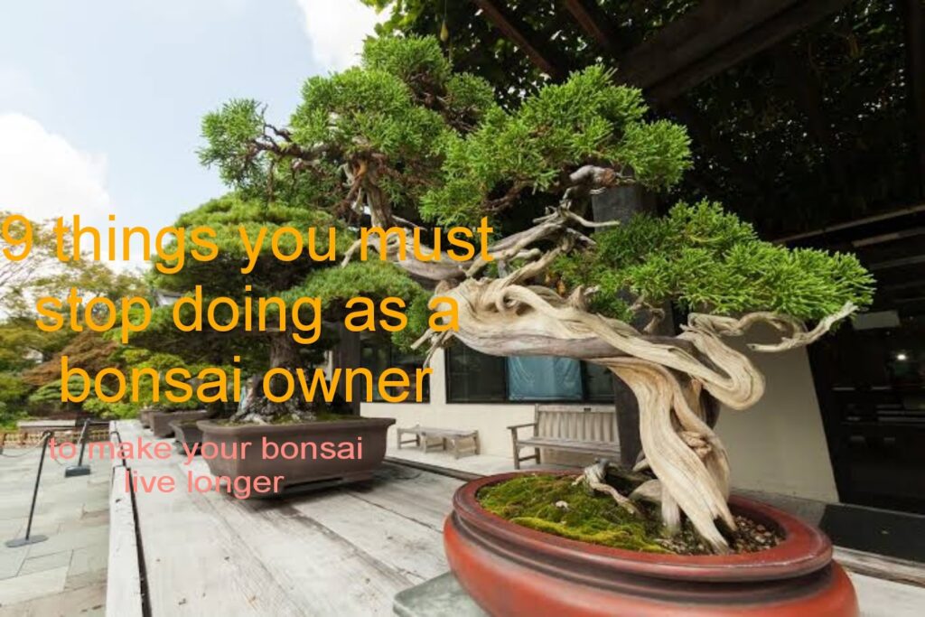 9 Things You Must Stop Doing As a Bonsai Owner To Make Your Bonsai Live Longer
