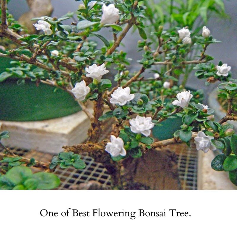 Serissa Bonsai Plant Flowering Bonsai (2)