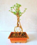 Serissa Mame Bonsai Plant in Plastic Pot Exposed Roots Aerial Root Bonsai Plant