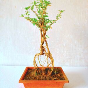 Serissa Mame Bonsai Plant in Plastic Pot Exposed Roots Aerial Root Bonsai Plant