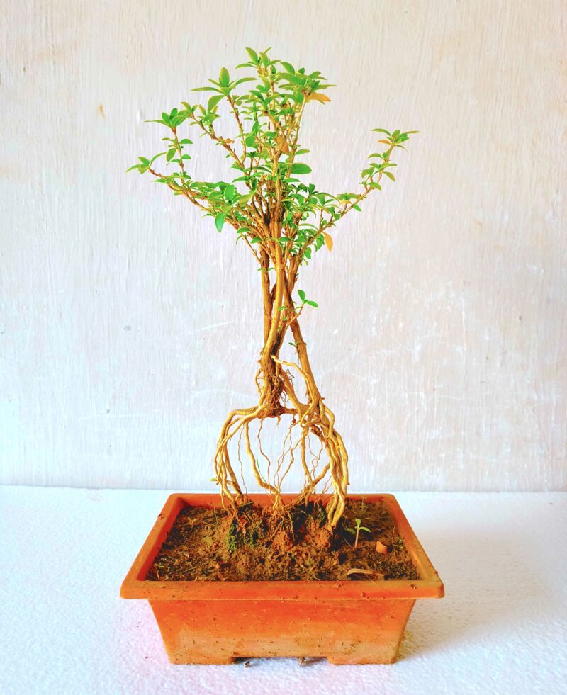 Serissa Mame Bonsai Plant in Plastic Pot Exposed Roots Aerial Root Bonsai Plant