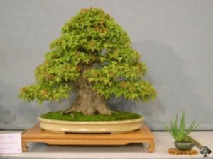 bonsai plants