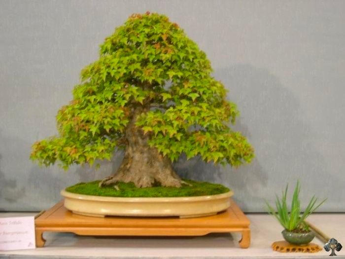 Abana Homes Ulmus Bonsai Plants Real for Home with Pot, 9 Yrs Old
