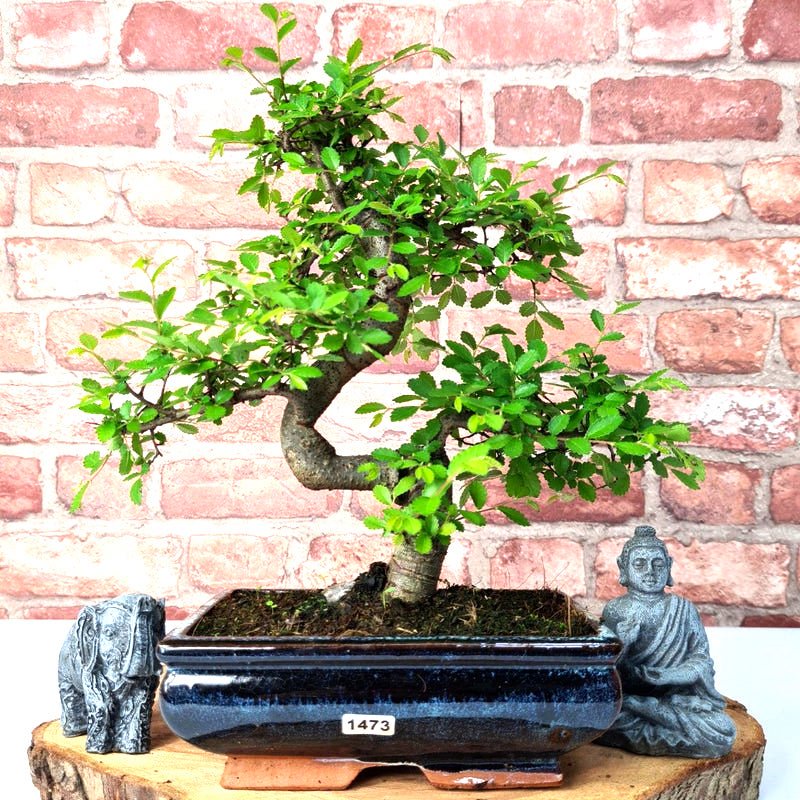 Chinese Elm Bonsai tree in Ceramic Pot