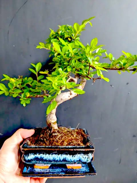 Chinese Elm Bonsai tree in Ceramic Pot