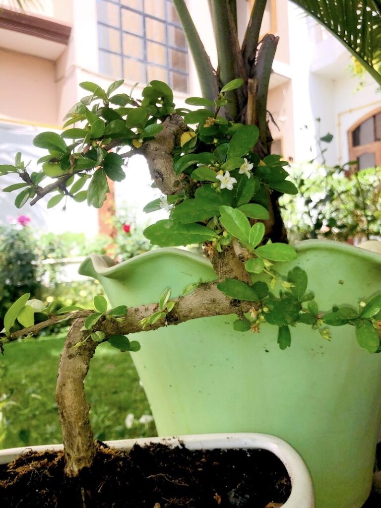 From Balcony to Bliss: Creating Mini-Gardens with Bonsai