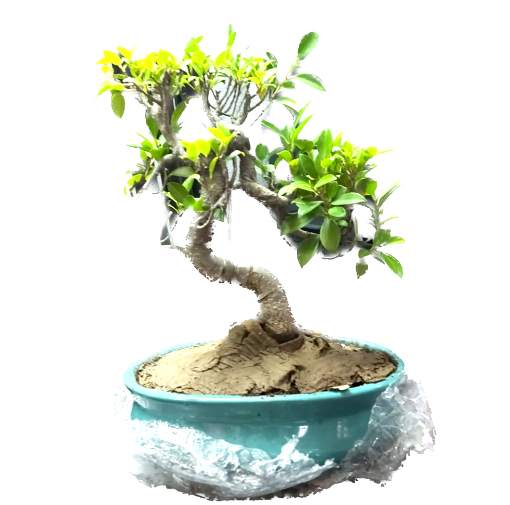 S Shape Ficus Bonsai for your balcony garden