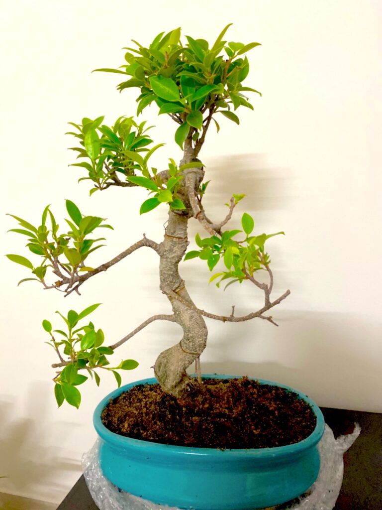 S Shape Ficus Bonsai for your balcony garden