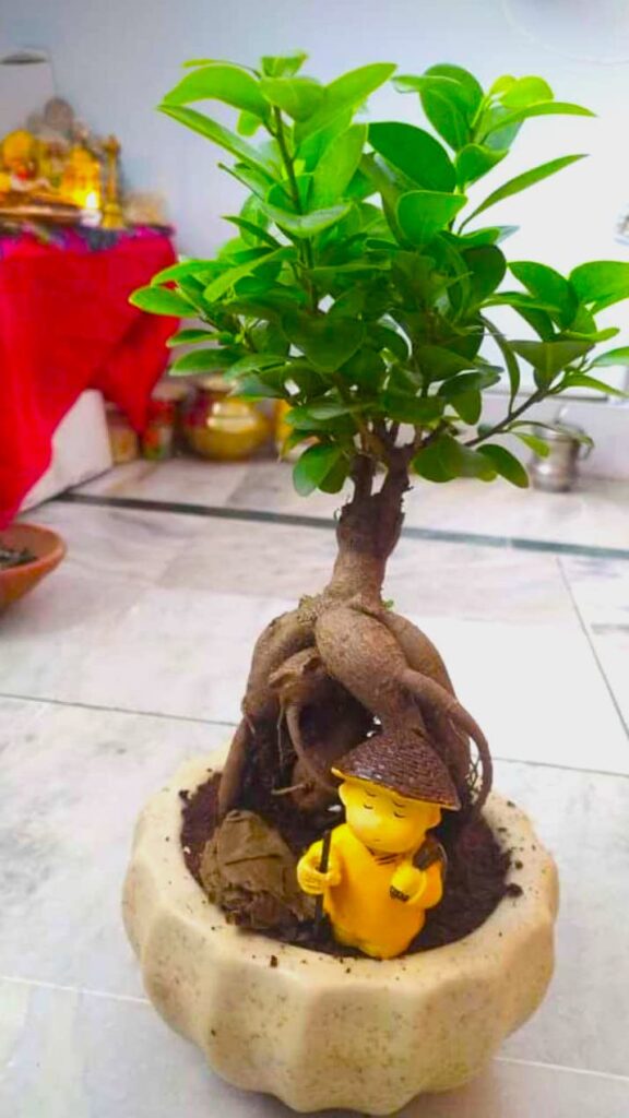 ficus plant bonsai with decor figurine for home indoor