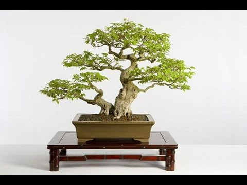 Chinese elm bonsai 