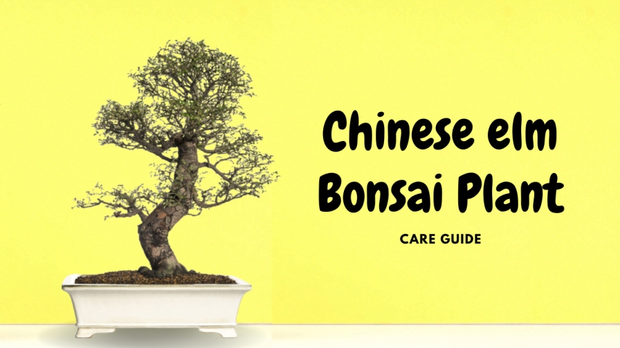 Chinese elm bonsai
