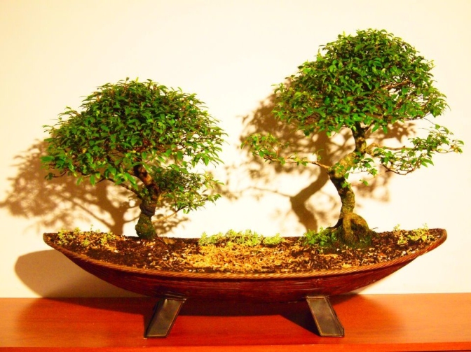 Chinese elm bonsai tree care