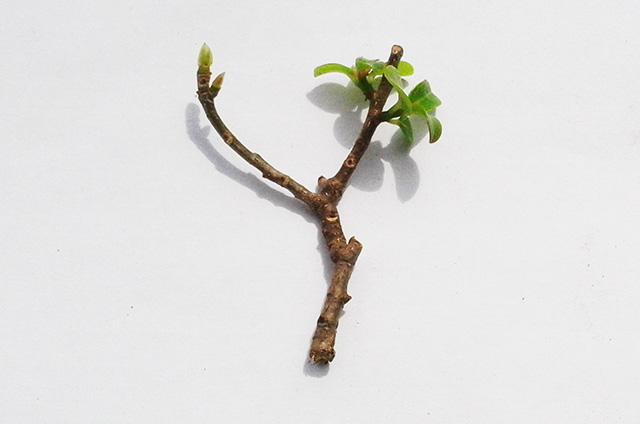 Chinese elm bonsai cuttings