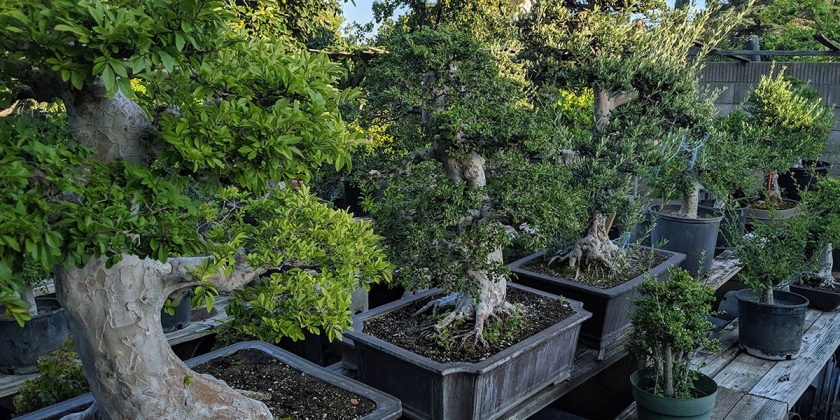 Chinese elm bonsai