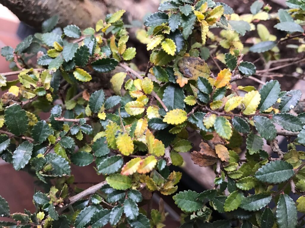 Chinese elm bonsai yellow leaves