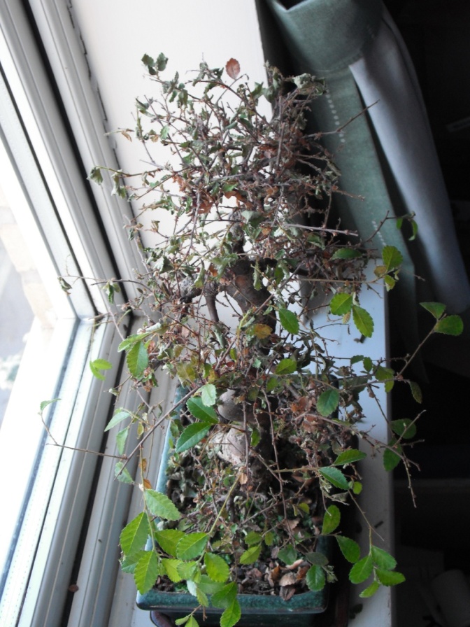 Chinese elm bonsai leaf drop