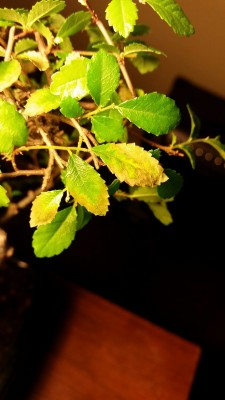 Chinese elm bonsai brown leaf tip