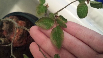 Chinese elm bonsai crispy and dry leaves