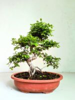 Chinese-Elm-Bonsai-Tree-15-Years-Main-2