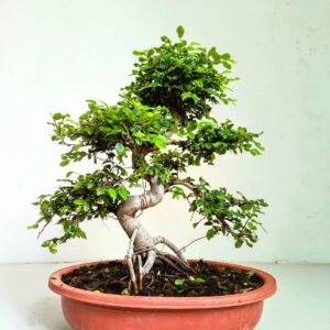 Chinese-Elm-Bonsai-Tree-15-Years-Main-2