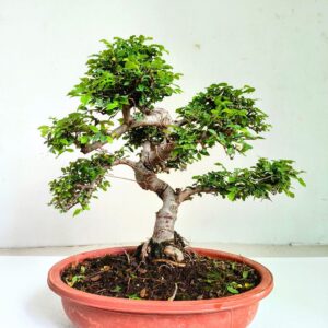 Chinese Elm Bonsai Tree 15 Years