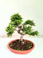 Chinese Elm Bonsai Tree 15 Years Old