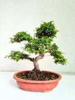 Chinese Elm Bonsai Tree 15 Years Old