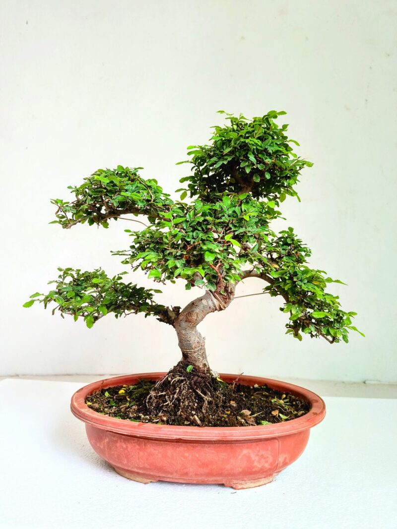 Chinese Elm Bonsai Tree 15 Years Old