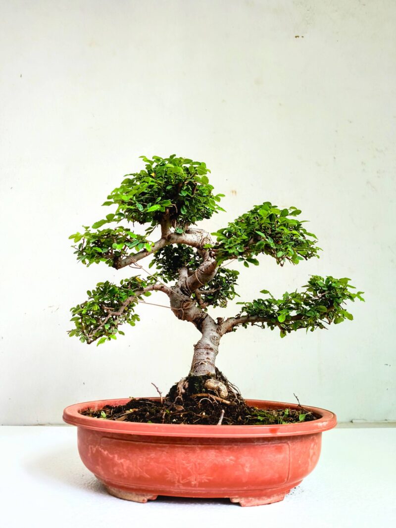 Chinese Elm Bonsai Tree 15 Years Old