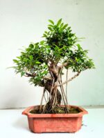 Ficus Aerial Root Bonsai Tree 10