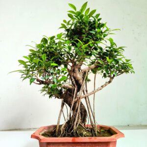 Ficus Aerial Root Bonsai Tree 10