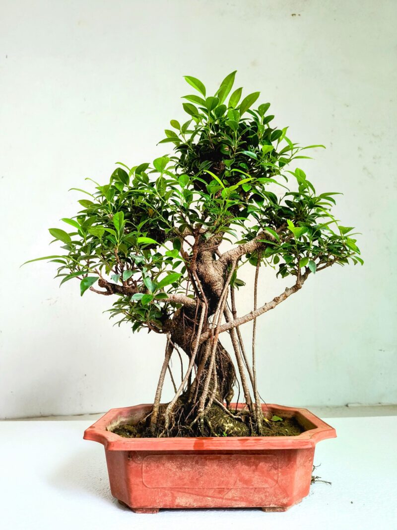 Ficus Aerial Root Bonsai Tree 10