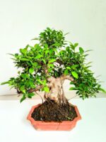 Ficus Bonsai Tree Exclusive Collection Abana Homes 5