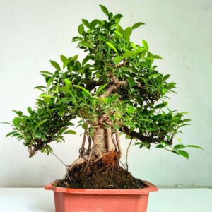 Ficus Bonsai Tree Exclusive Collection Abana Homes