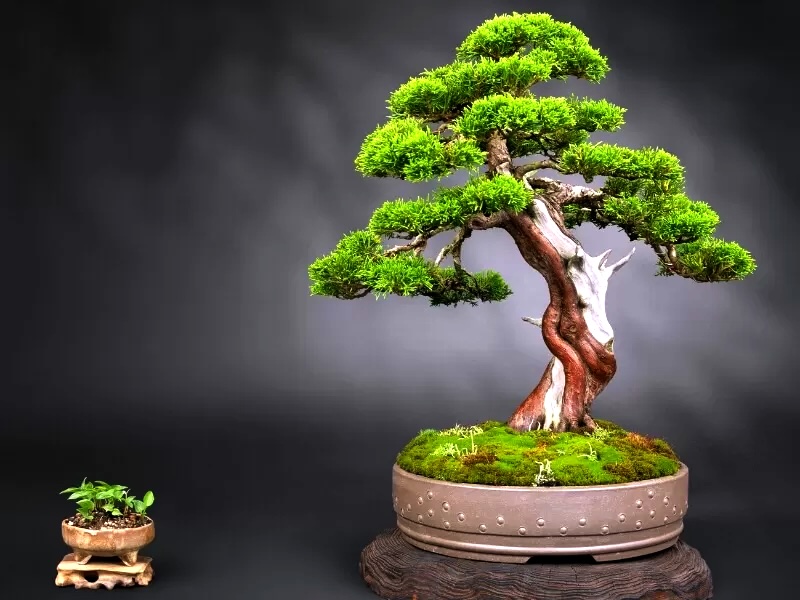 bonsai plants