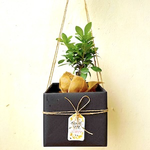 Premium Bonsai Gift Packaging.